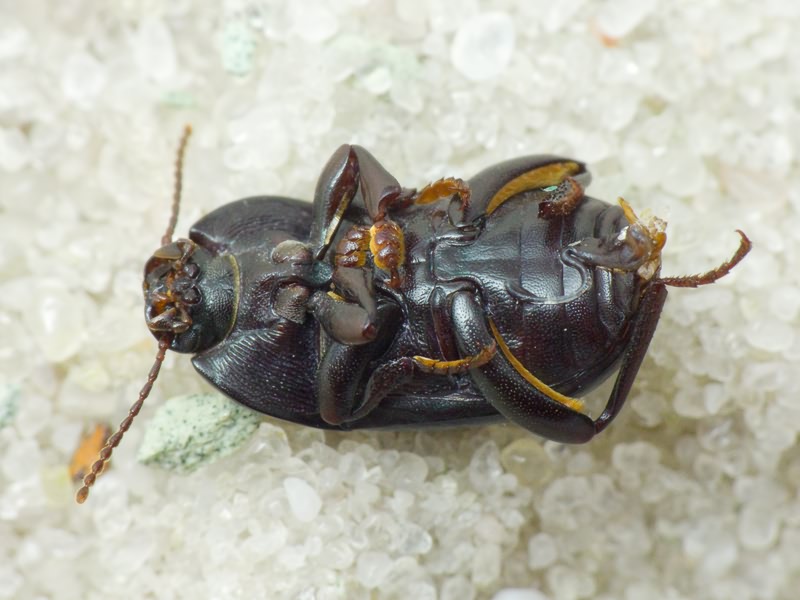 Tenebrionidae Latreille, 1802